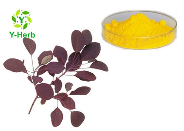 Smoketree Fisetin Powder Natural Rhus Succedanea L Natural boxwood Extract