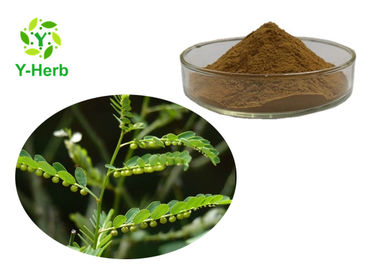 Pure Chanca Piedra Powder 10:1, 50:1, 100:1 Phyllanthus Urinaria Extract