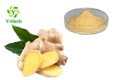 Bulk Gingerol Powder Zingiber Officinale Ginger Root Juice Extract