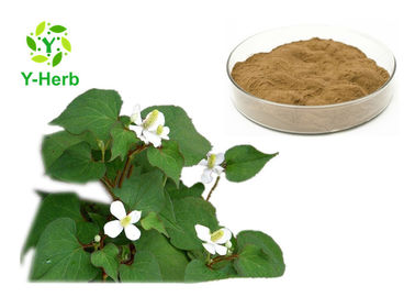 Organic Heartleaf Houttuynia Herb Powder 10:1 Bulk Houttuynia Cordata Extract