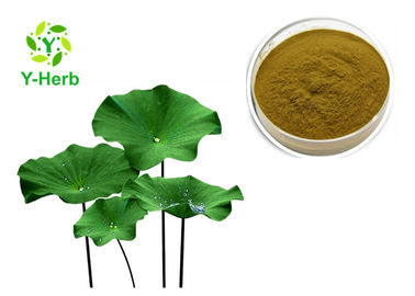 Lotus Leaf Extract Nuciferine Powder Pure Nelumbo Nucifera Leaves HPLC 2%-98%