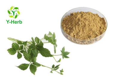 Organic Leaf Gynostemma Pentaphyllum Extract 20% 80% 95%  98% Gypenosides Powder