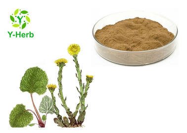 Common Coltsfoot Flower Herbal Extract Powder Tussilago Farfara Cough Treatable