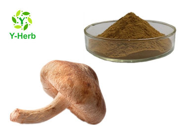 80 Mesh Shiitake Mushroom Extract Powder Lentinus Edodes Beta Glucan Polysaccharides Powder