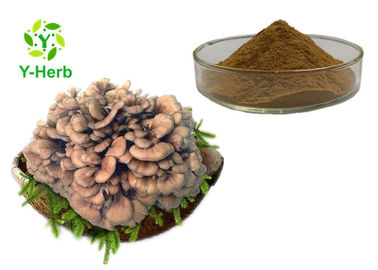 Organic Maitake Mushroom Extract Polysaccharides Powder Grifola Frondosa Extract