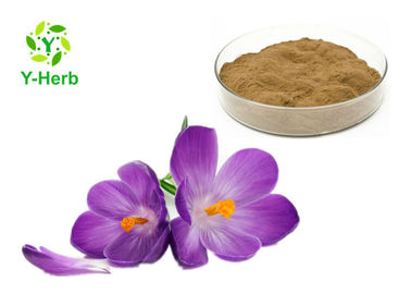 Viola Philippica Car Herbal Extract Powder Yellow Brown Powder From Whole Herbal