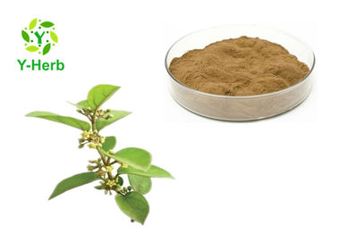 Gymnemic Acid Herbal Extract Powder Gymnema Sylvestre Extract 25% 75%
