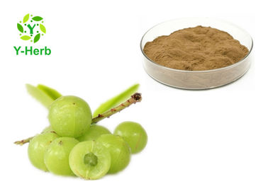 Phyllanthus Emblica Herbal Extract Powder Gooseberry Amla Berry Fruit Extract Powder
