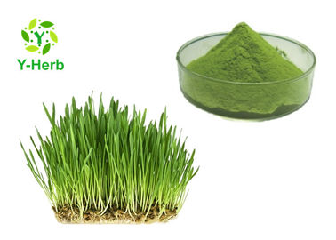 100% Water Soluble Herbal Extract Powder Wheat Grass Powder Health Drink Ingredients