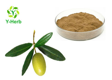 98% Oleanolic Acid Olive Leaf Extract Powder Water Soluble 2 Years Shelf Life