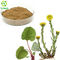 Pure Flos Farfarae Powder 10:1 50:1 Common Coltsfoot Flower/Leaf Extract