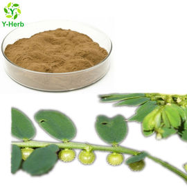 Pure Chanca Piedra Powder 10:1, 50:1, 100:1 Phyllanthus Urinaria Extract