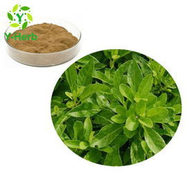 Best Quality 10:1 50:1 100:1 5% Flavones Pure Powdered Gynura Procumbens Extract