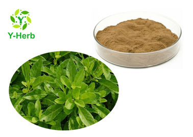 Best Quality 10:1 50:1 100:1 5% Flavones Pure Powdered Gynura Procumbens Extract