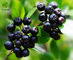 Factory Supply Aronia Chokeberry 5%-35% Bulk Aronia Berry Extract Anthocyanin