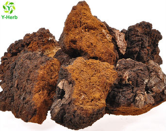 Pharmaceutical Grade Chaga Mushroom Extract Powder 10%-50% Polysaccharides Powder