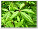 Pure Eleuthero Root 0.8% 1.0% 1.2% Eleutheroside B+E Powder Siberian Ginseng Extract