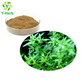 Spreading Hedyotis Herb Powder/Hedyotis Diffusa/Oldenlandia Diffusa Extract 10:1