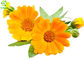 Calendula Officinalis Extract Natural Cosmetic Ingredients Pot Marigold Flower Powder