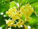 Sweet-Scented Organic Flower Powder 10:1 50:1 Bulk Osmanthus Fragrans Lour Extract