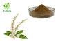 Cimicifuga Racemosa Powder 2.5% 5% 8% Black Cohosh Extract Triterpenes Glycosides