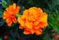 Xanthophyll Marigold Flower Herbal Extract Powder 5%-90% Lutein Esters Powder