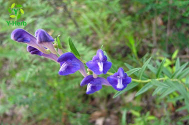 Scutellaria Baicalensis Root Extract 85% 98% Baical Skullcap P.E Baicalin Powder
