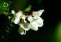 Organic Sophora Japonica Fruit Flower Extract Rutin NF11 DAB10 EP8 Powder 95%