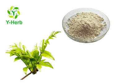 Herbal Extract Vine Tea Extract Powder Dihydromyricetin Powder 50% 98% Ampelopsin Myricetin