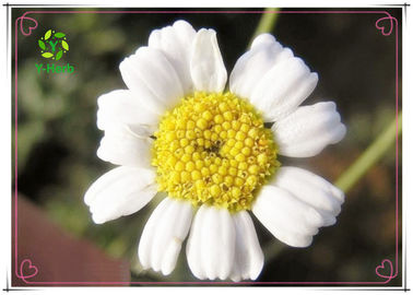 Natural Raw Pesticides Pyrethrum Flower Extract Pyrethrins Powder 25% 50%