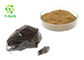 No Pollution Pure Black Bee Propolis Powder Flavonoids 10% - 90% Raw Refined