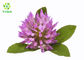 80 Mesh Herbal Red Clover Blossoms Extract Powder 20% Isoflavones Powder HPLC