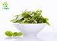 Green Tea Leaf Extract Powder 98% Polyphenol Catechin Camellia Sinensis Powder