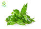 Anti Radiation Green Tea Extract EGCG 90% 98% Polyphenols Powder Improve Immunity