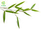 Organic Bamboo Leaf Extract Flavonoids Powder 5%-30% 10:1 Lophatherum Herb P.E.