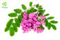 Flower Bud Part Sophora Japonica Extract Rutin Powder CAS 153-18-4 HPLC / UV Test
